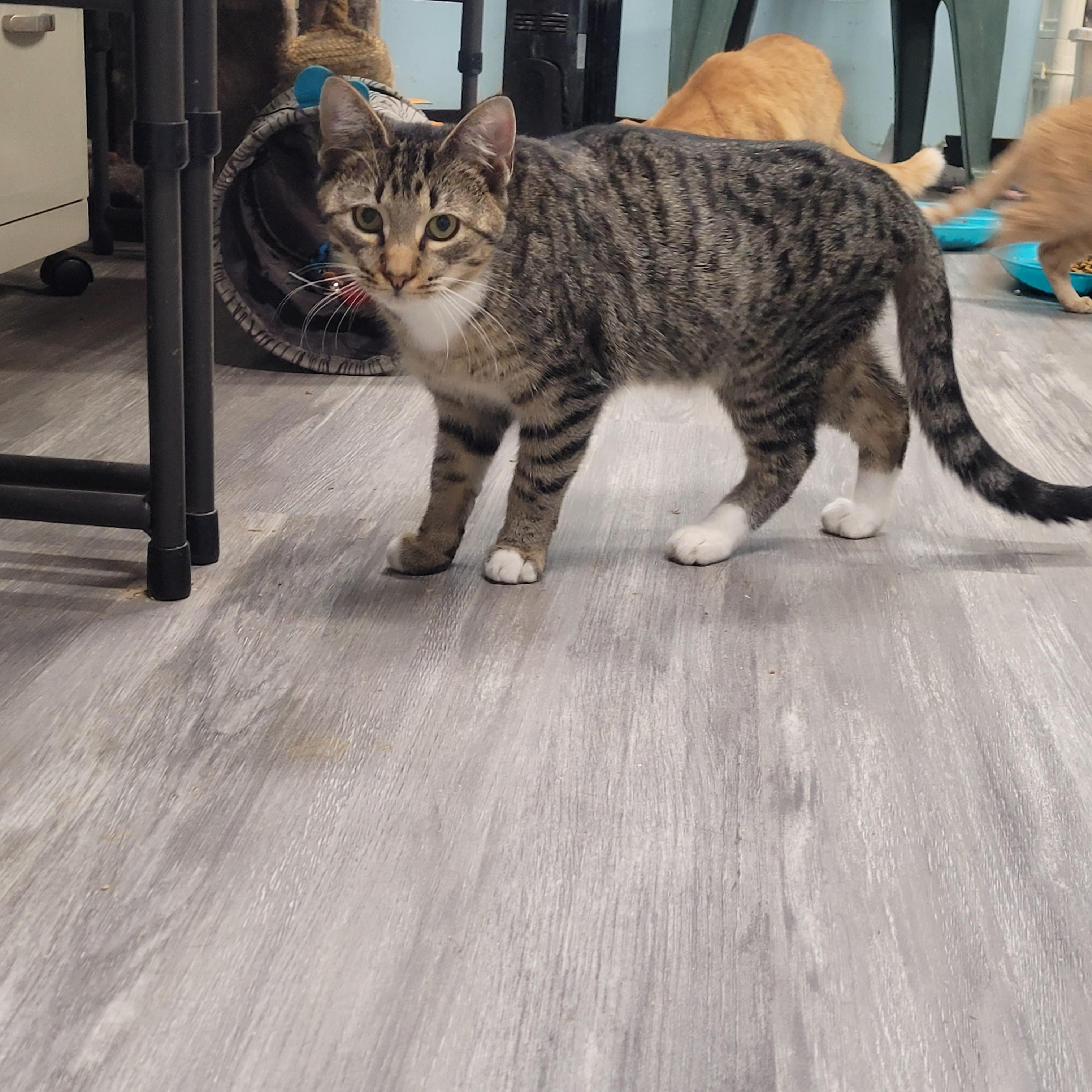 Enlarge Tristan, a ADOPTABLE Domestic Short Hair in Norfolk, VA image 5/6