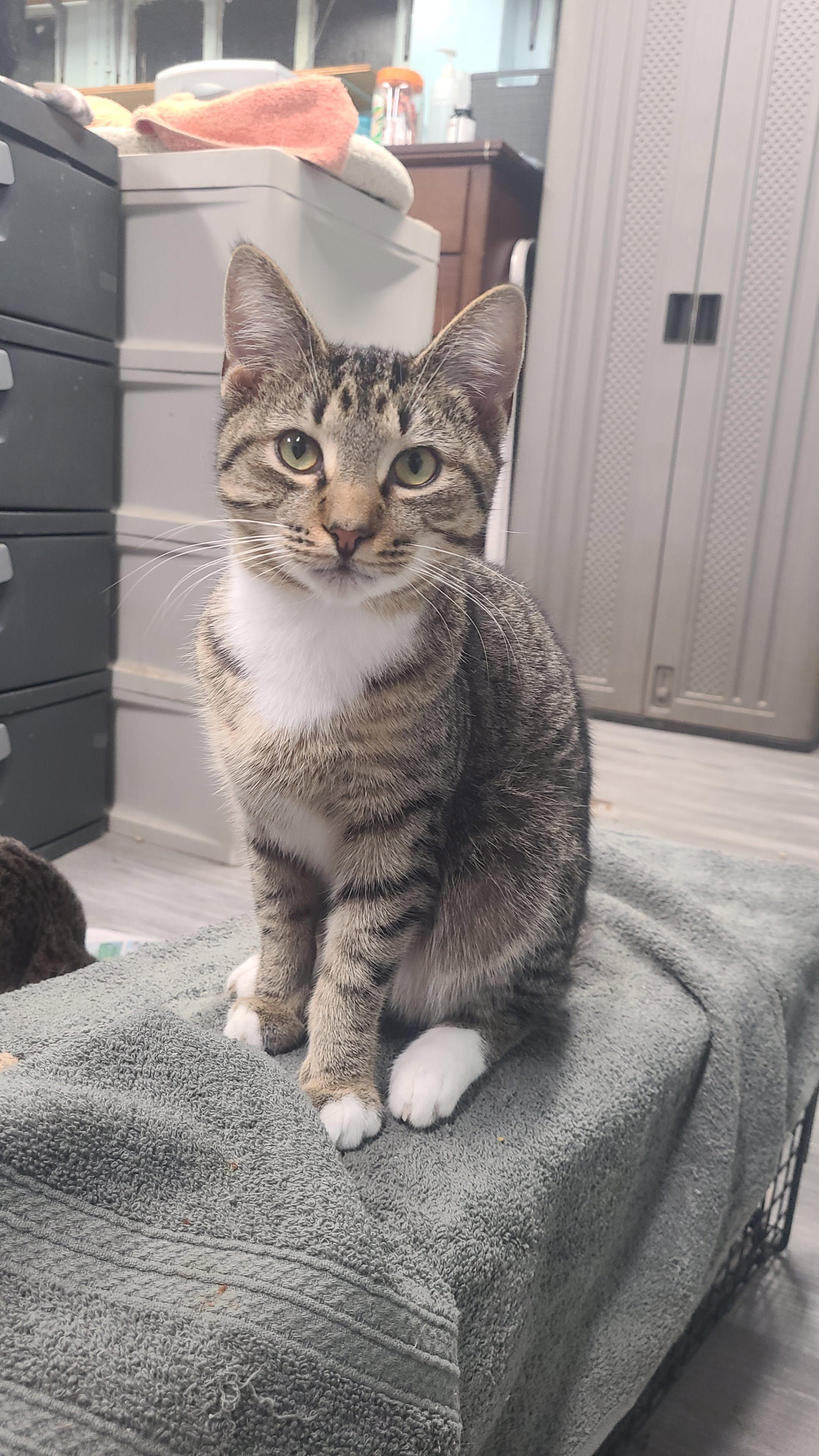 Enlarge Tristan, a ADOPTABLE Domestic Short Hair in Norfolk, VA image 1/6