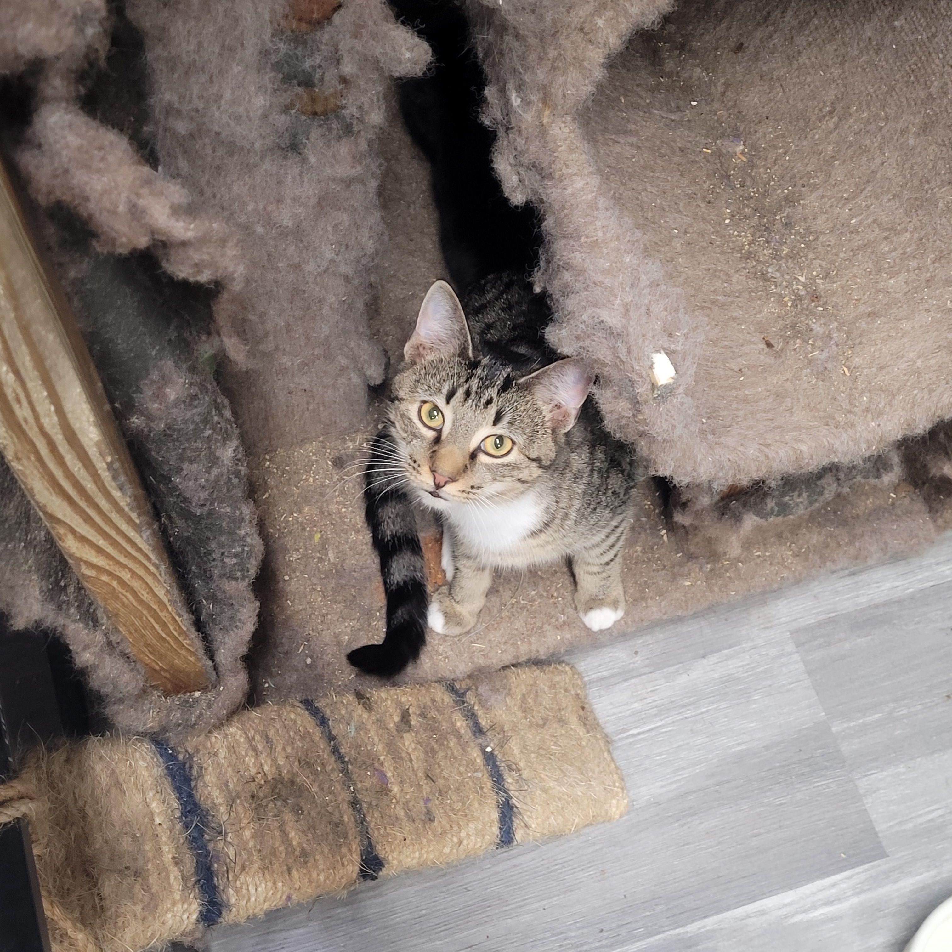 Enlarge Tristan, a ADOPTABLE Domestic Short Hair in Norfolk, VA image 6/6