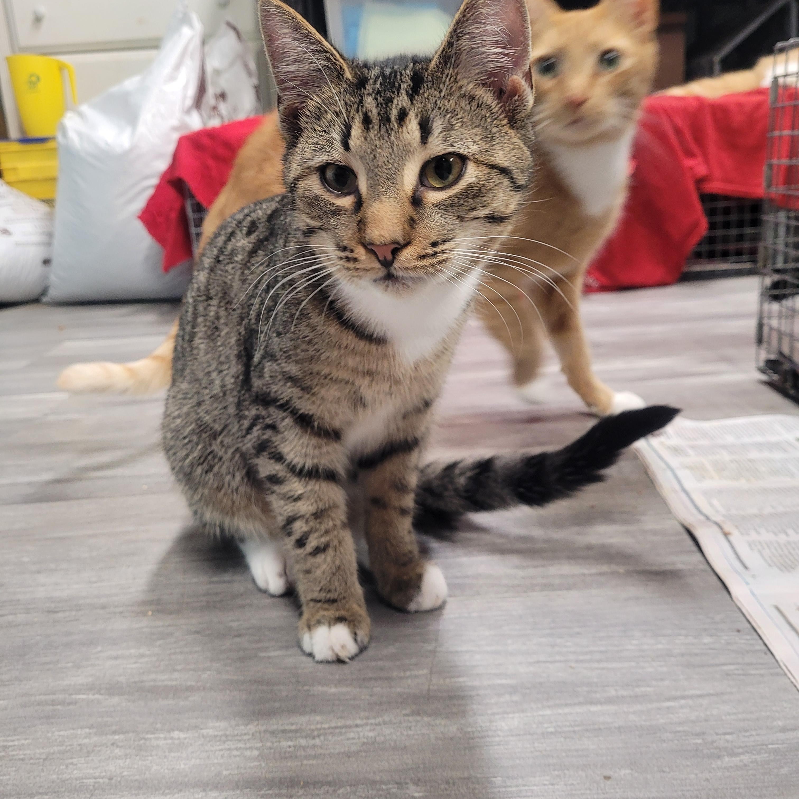 Enlarge Tristan, a ADOPTABLE Domestic Short Hair in Norfolk, VA image 2/6