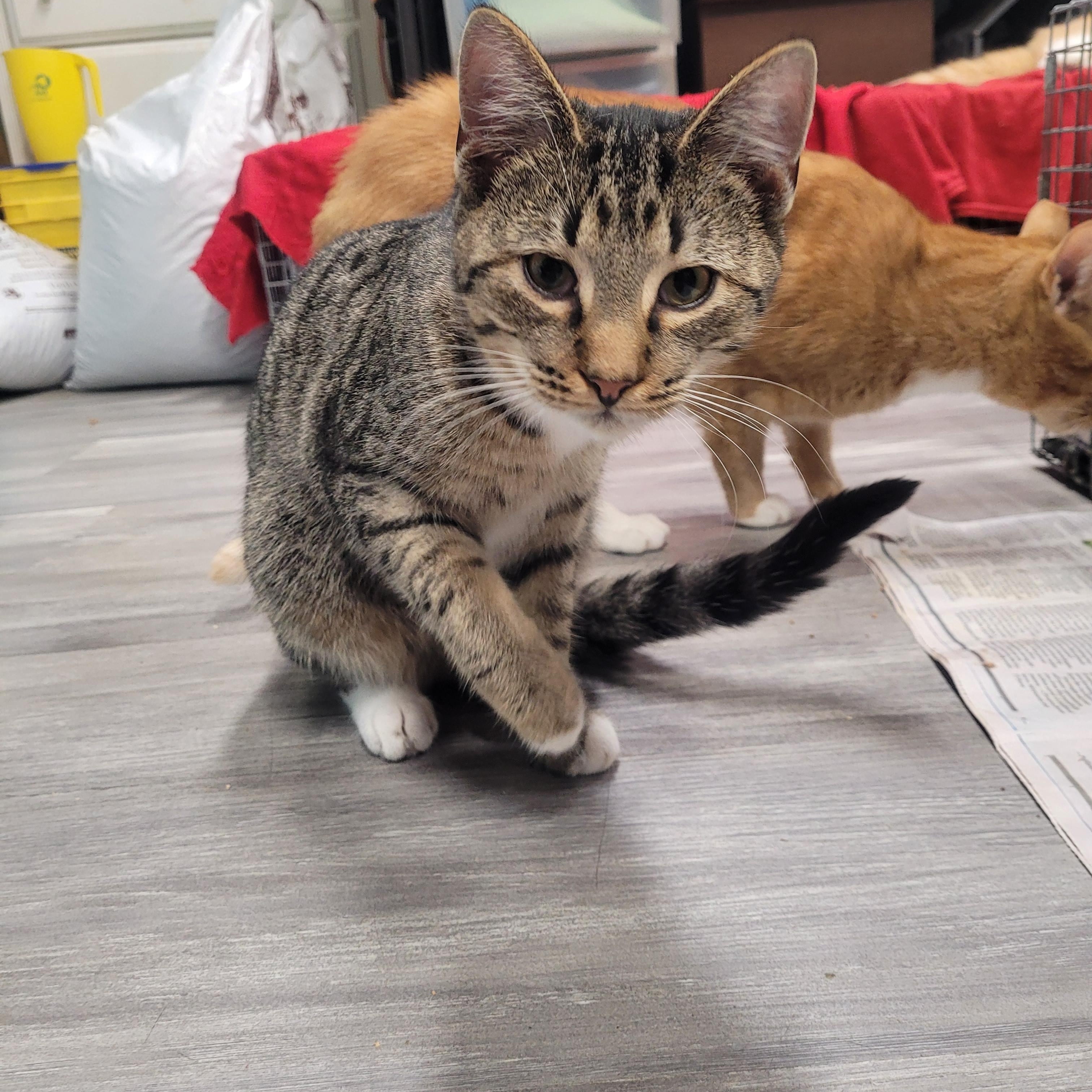 Enlarge Tristan, a ADOPTABLE Domestic Short Hair in Norfolk, VA image 3/6