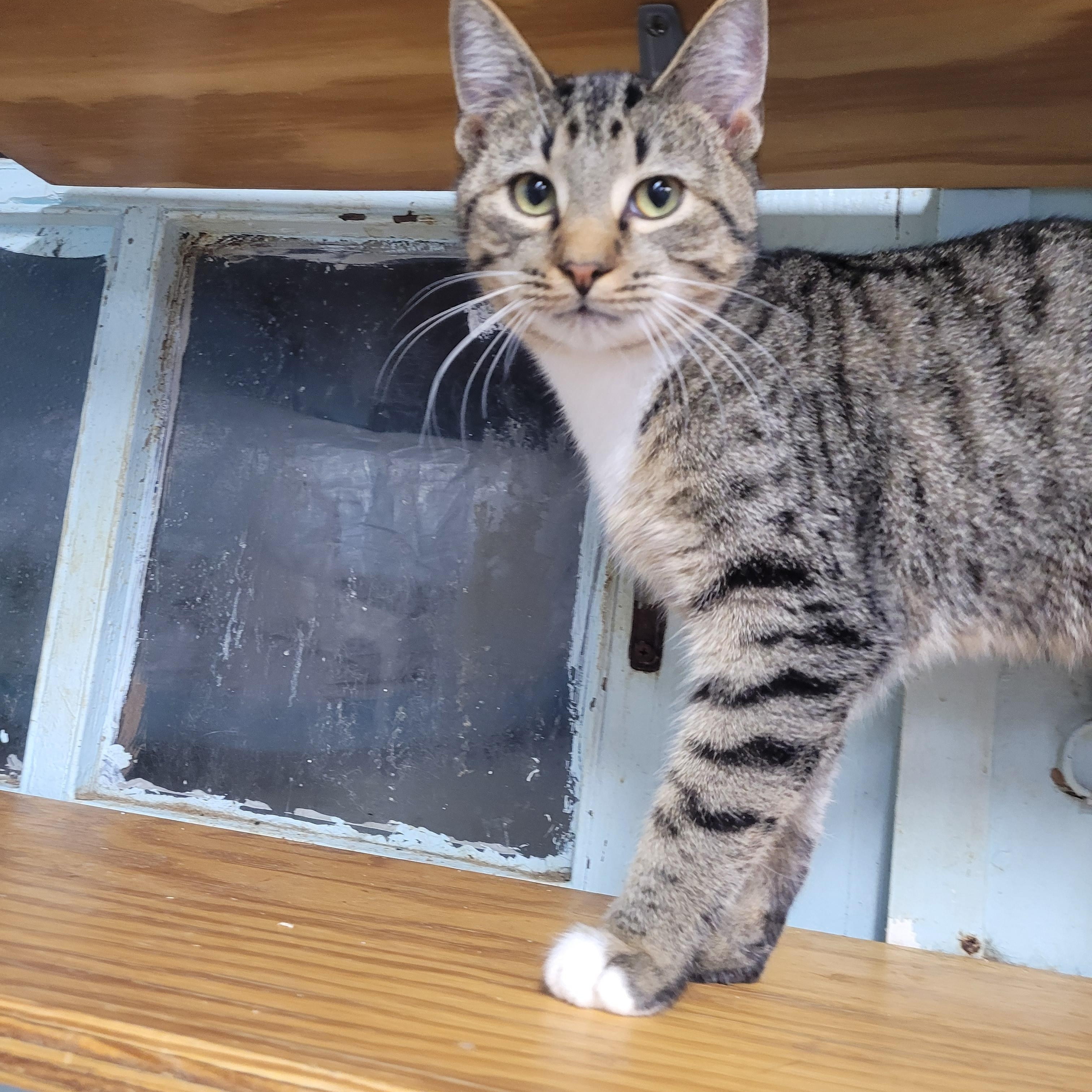 Enlarge Tristan, a ADOPTABLE Domestic Short Hair in Norfolk, VA image 4/6