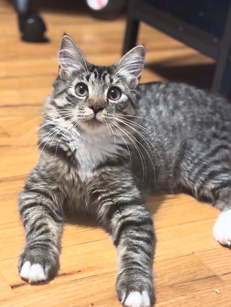 Sapphire and Mabel, Adoptable, Kitten Female Domestic Medium Hair.