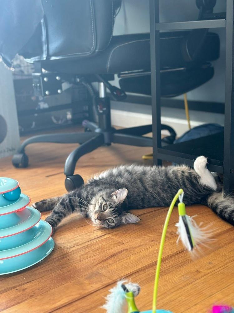 Enlarge Sapphire and Mabel, a Adoptable Domestic Medium Hair in Westwood, NJ image 2/6