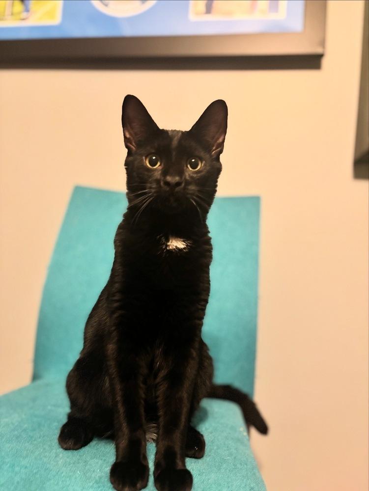 Enlarge Sapphire and Mabel, a Adoptable Domestic Medium Hair in Westwood, NJ image 3/6