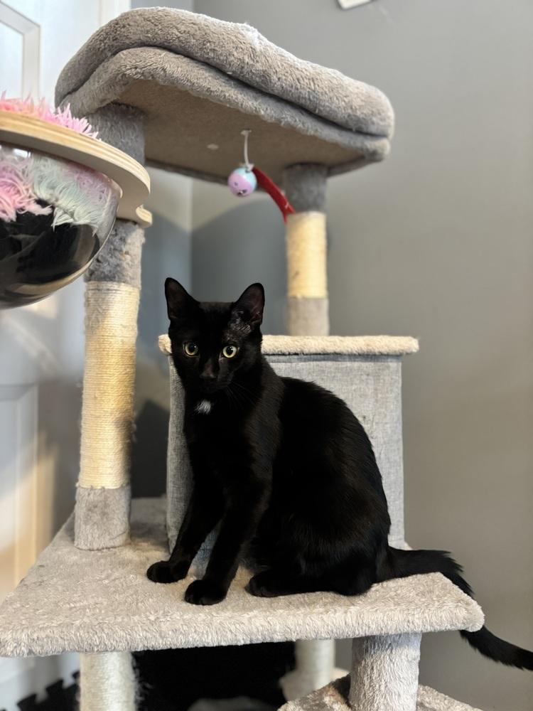 Enlarge Sapphire and Mabel, a Adoptable Domestic Medium Hair in Westwood, NJ image 4/6