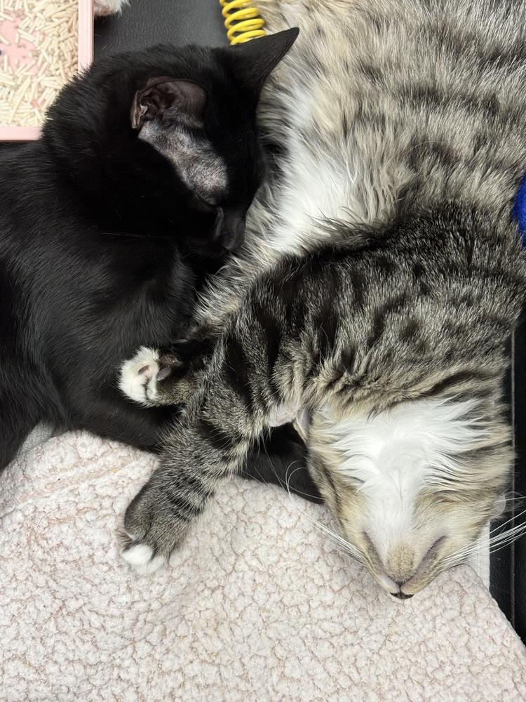 Enlarge Sapphire and Mabel, a Adoptable Domestic Medium Hair in Westwood, NJ image 5/6