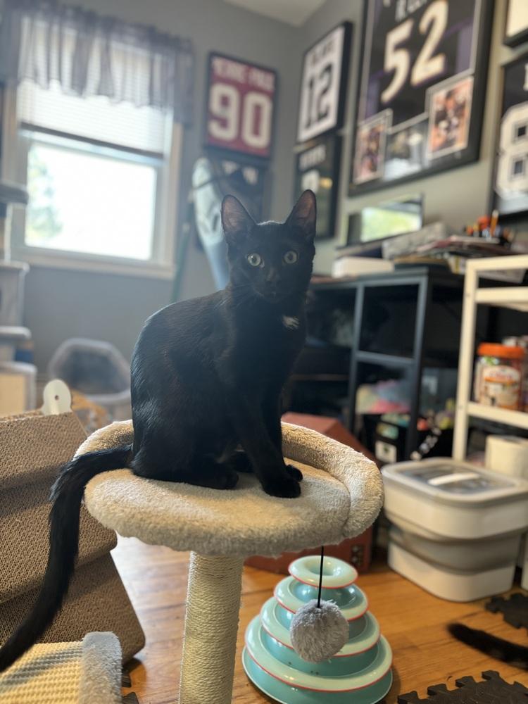 Enlarge Sapphire and Mabel, a Adoptable Domestic Medium Hair in Westwood, NJ image 6/6