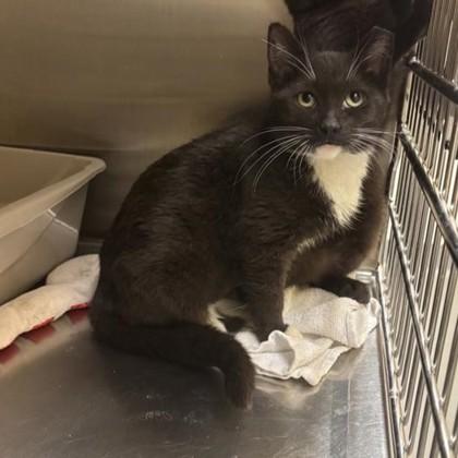 Batman, Adoptable, Young Male Domestic Short Hair & Domestic Short Hair.