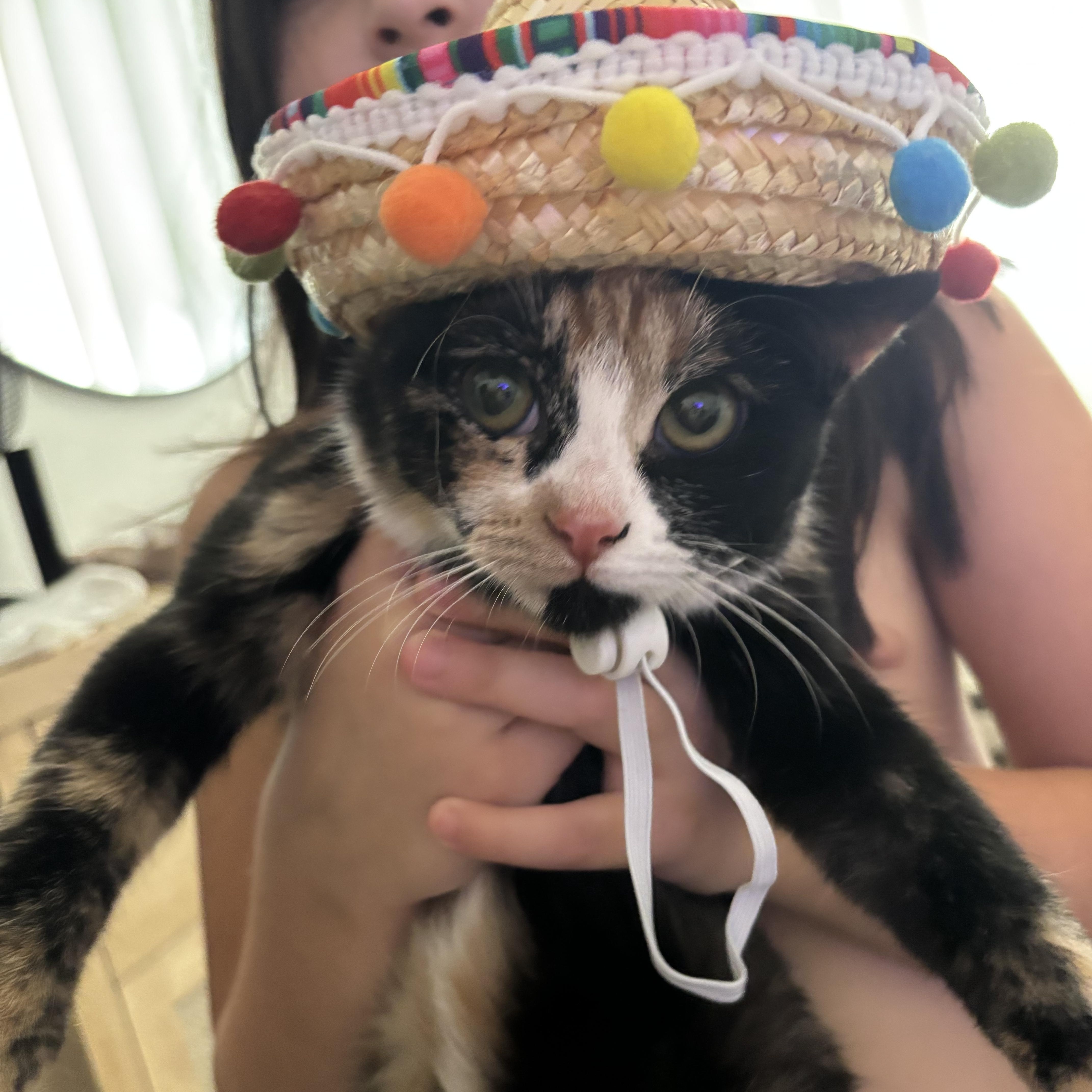 Mila, adopted, Young Female Domestic Short Hair.