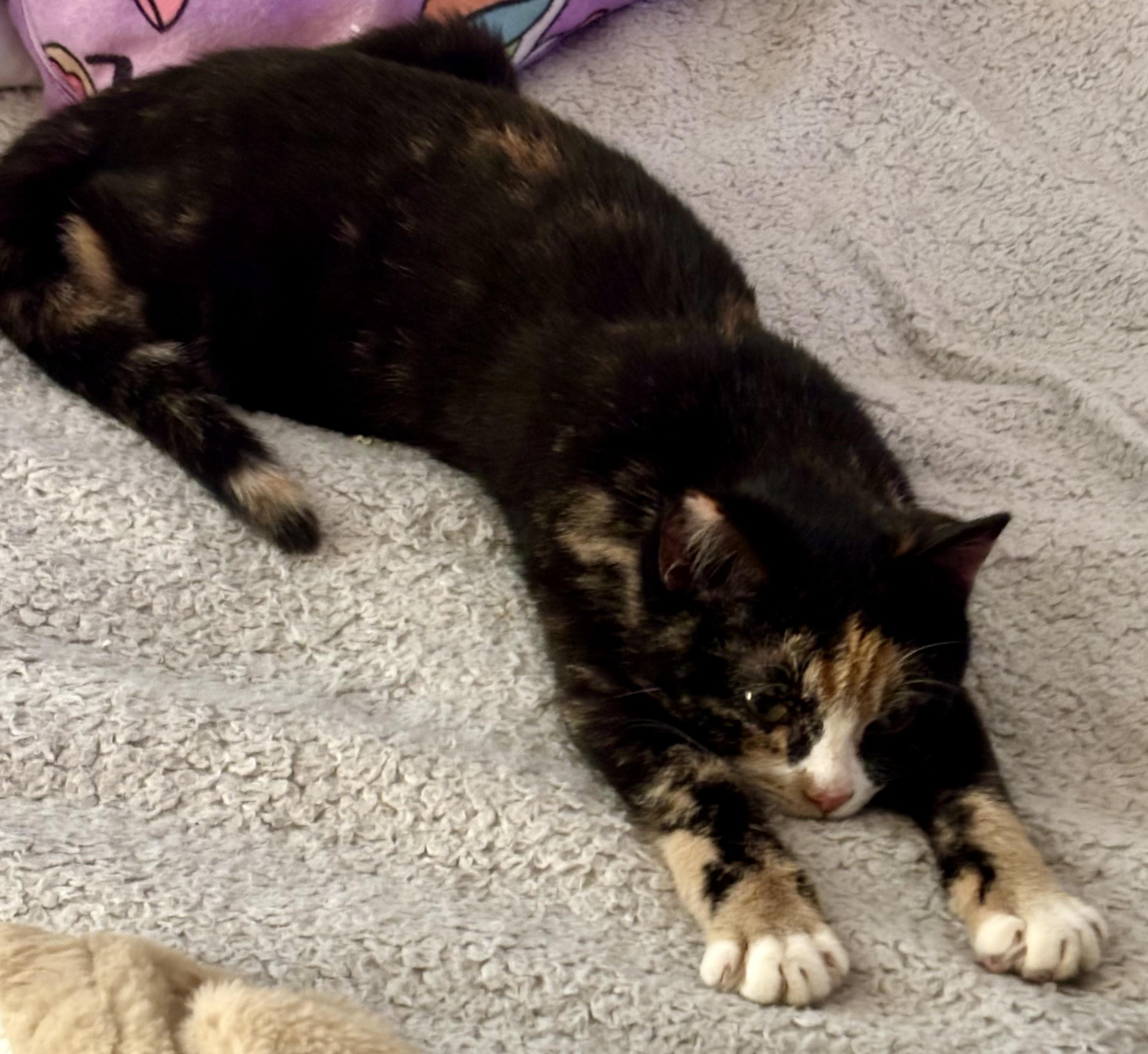 Enlarge Mila, an adopted Domestic Short Hair in Medina, OH image 2/5