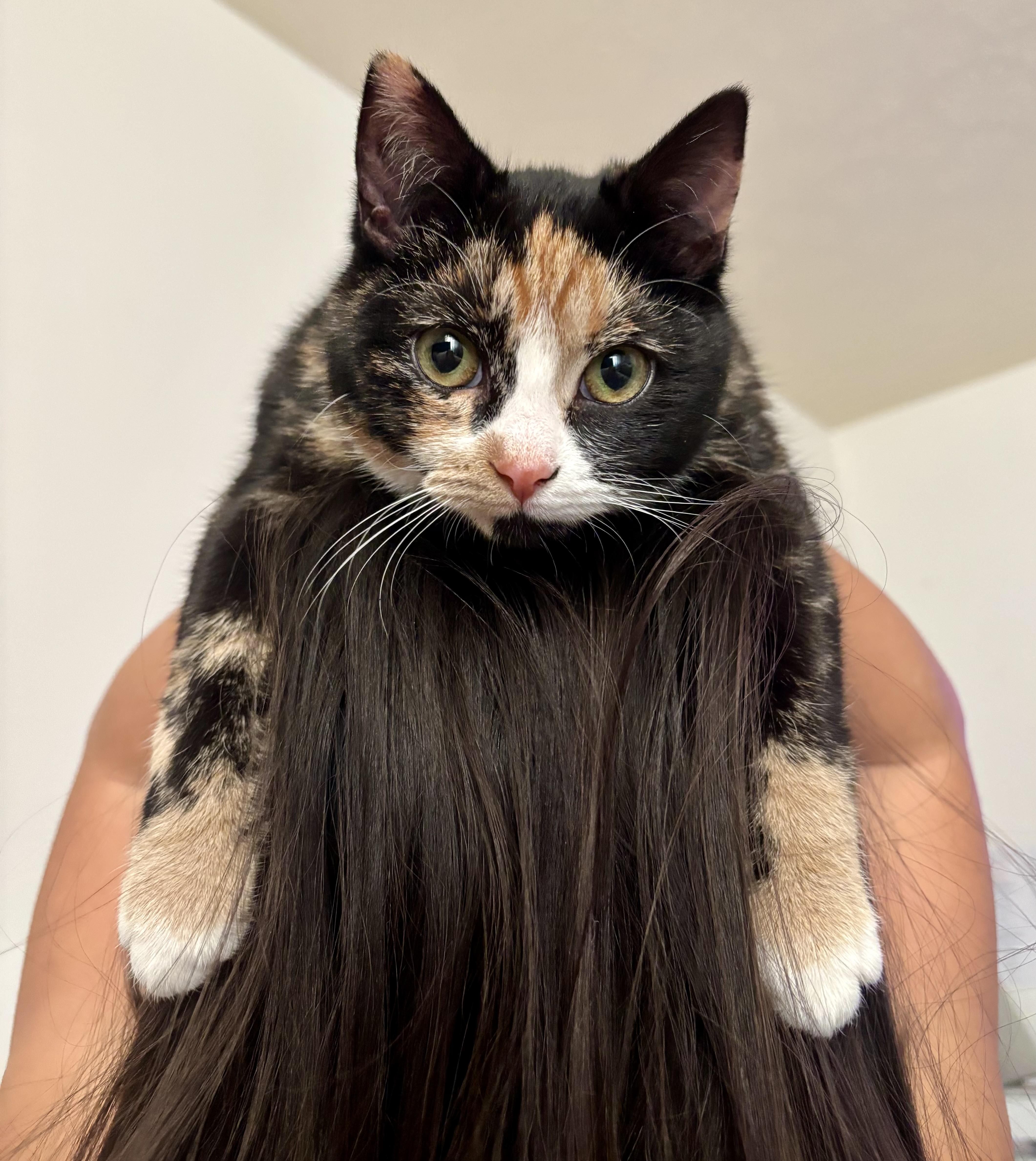 Enlarge Mila, an adopted Domestic Short Hair in Medina, OH image 5/5