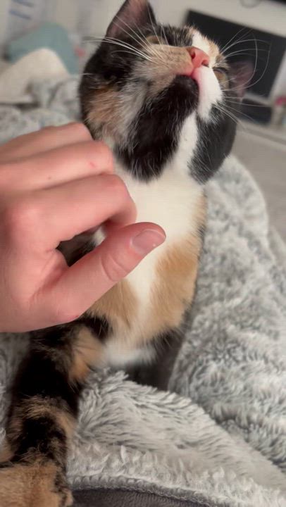 Enlarge Mila, an adopted Domestic Short Hair in Medina, OH video 3/5