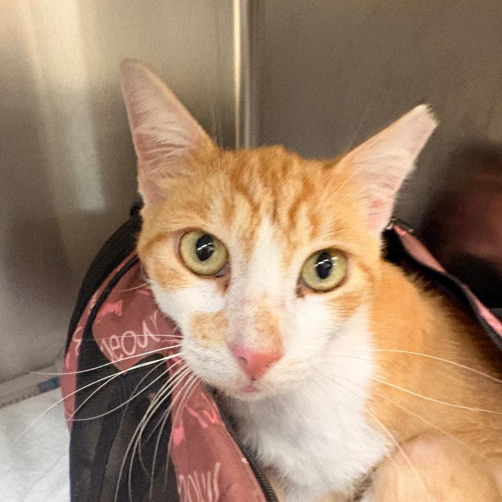 Feras, Adoptable, Adult Male Domestic Short Hair.