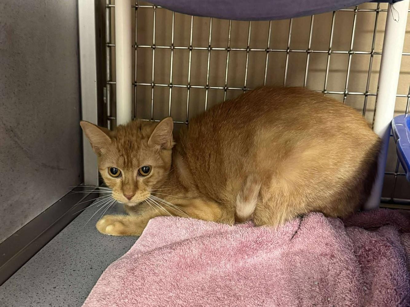 Tink, Adoptable, Young Female Domestic Short Hair.