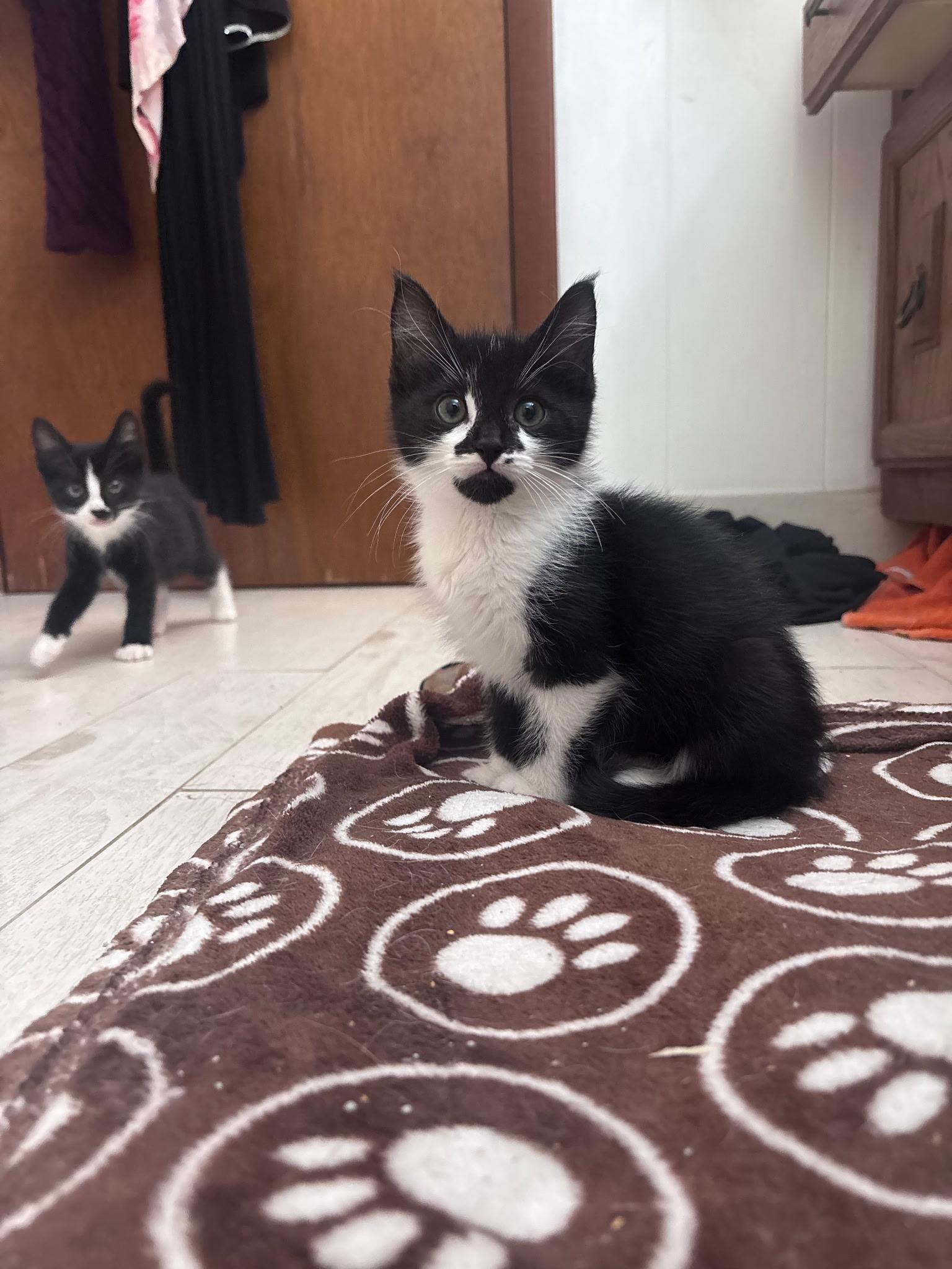 Enlarge Skunk, an adopted Domestic Short Hair in Morristown, NJ image 4/4