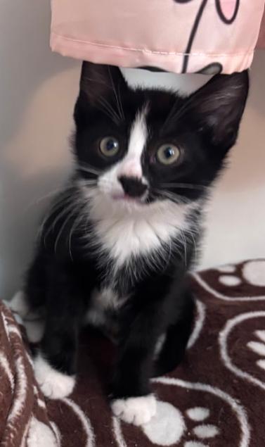 Enlarge Skunk, an adopted Domestic Short Hair in Morristown, NJ image 3/4