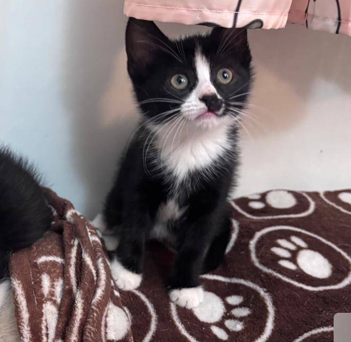 Skunk, ADOPTABLE, Kitten Female Domestic Short Hair.