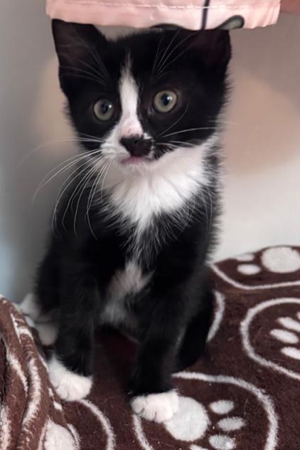 Enlarge Skunk, an adopted Domestic Short Hair in Morristown, NJ image 2/4