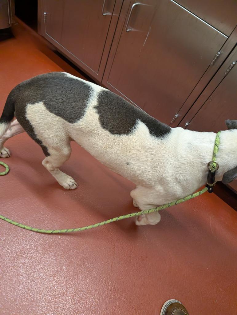 Frank, a Adoptable mixed breed in Douglasville, GA image 1/4