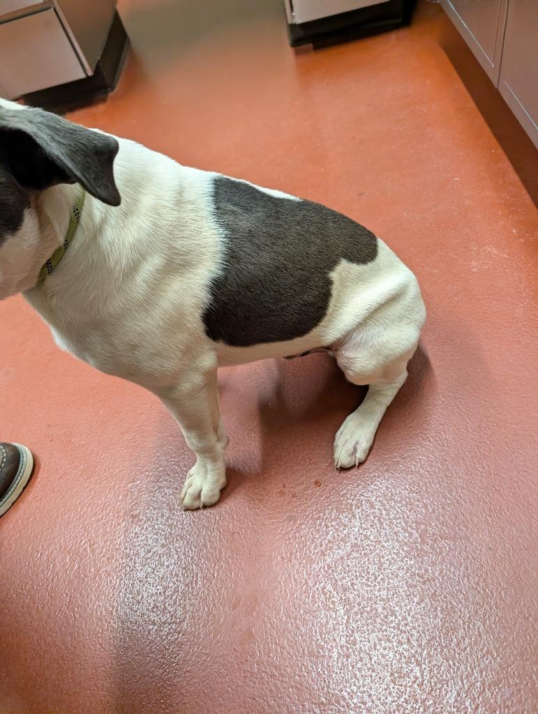 Frank, a Adoptable mixed breed in Douglasville, GA image 2/4