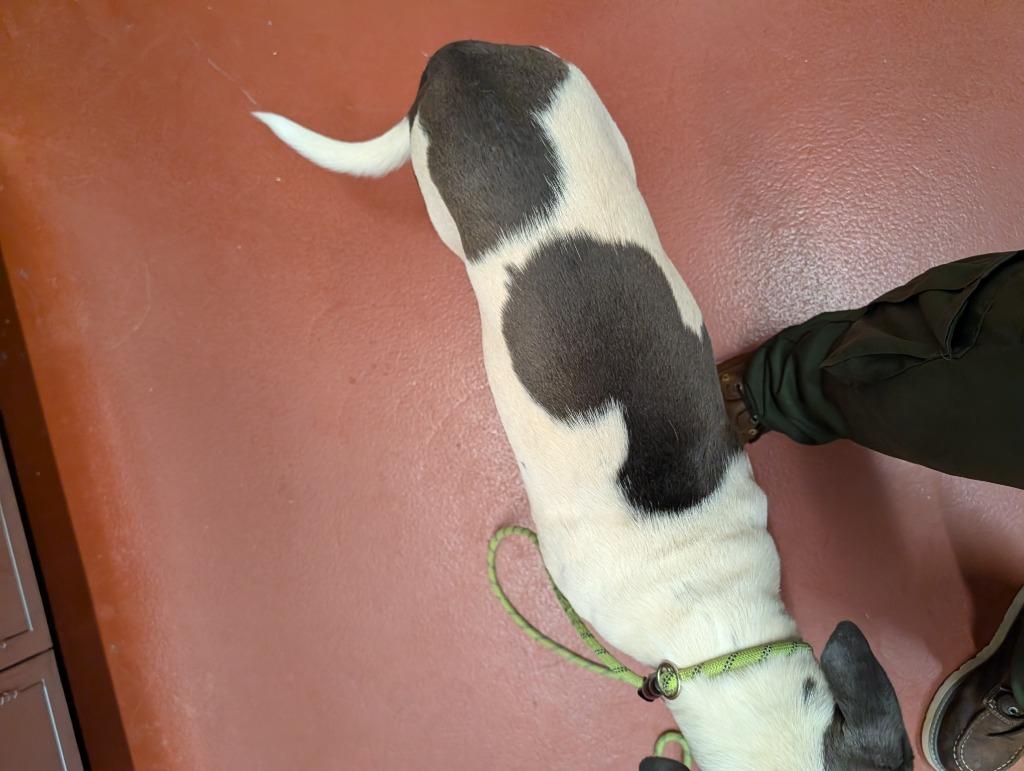 Frank, a Adoptable mixed breed in Douglasville, GA image 3/4