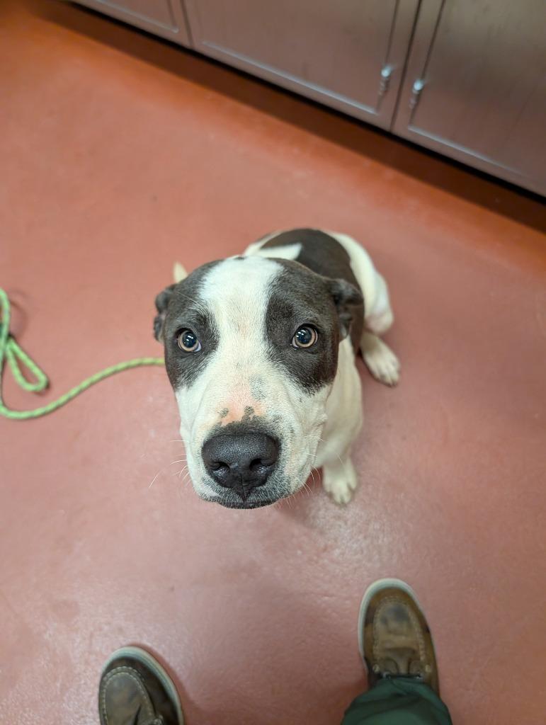 Frank, a Adoptable mixed breed in Douglasville, GA image 4/4