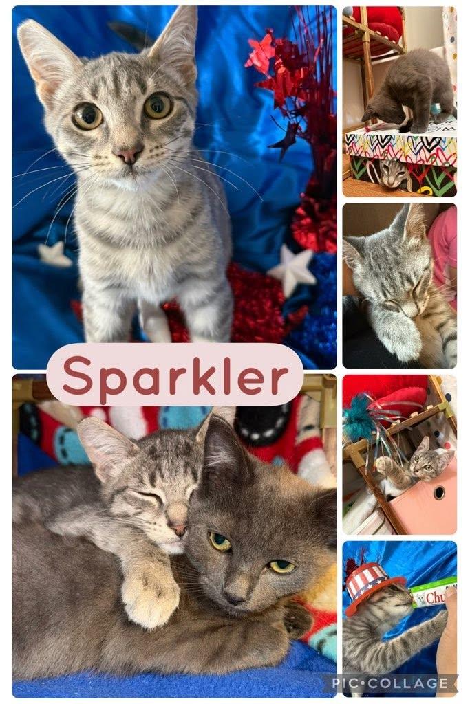 Enlarge Sparkler, a Adoptable Domestic Short Hair in Newberg, OR image 1/1