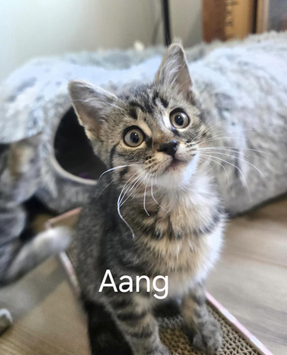 Aang, a ADOPTABLE Domestic Short Hair in Monroe, WA image 1/3