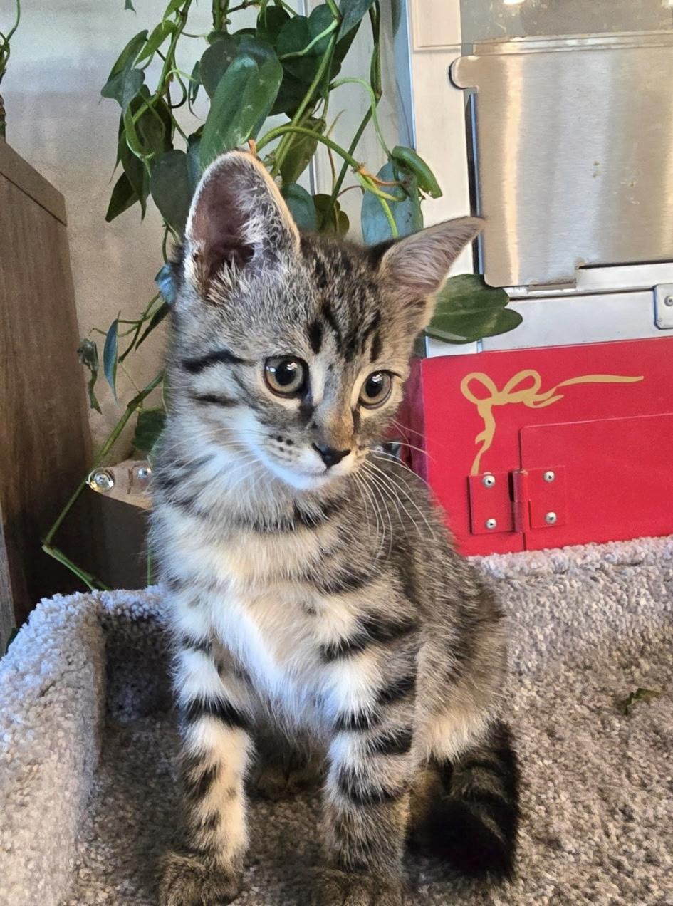 Aang, a ADOPTABLE Domestic Short Hair in Monroe, WA image 3/3