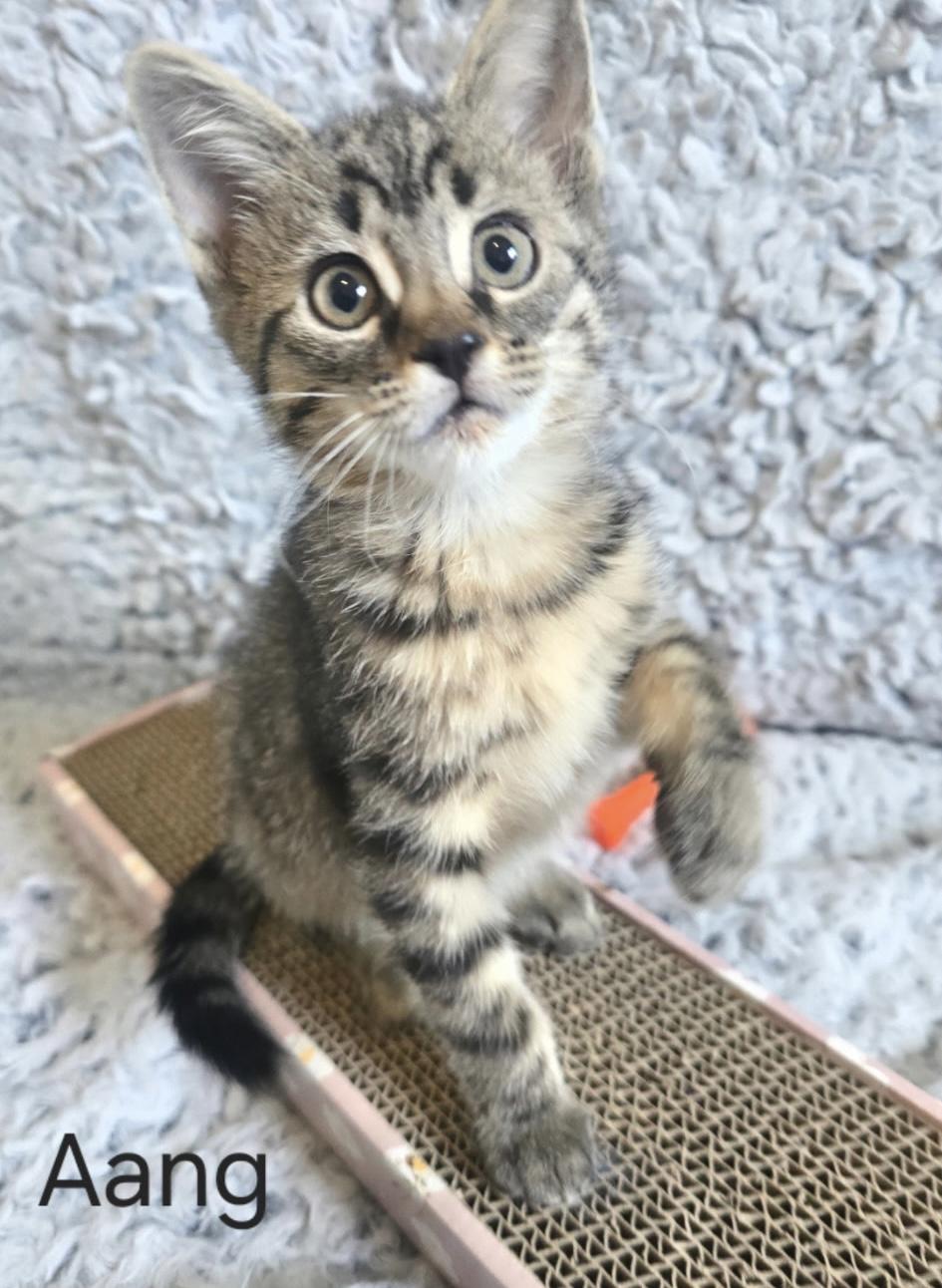 Aang, a ADOPTABLE Domestic Short Hair in Monroe, WA image 2/3
