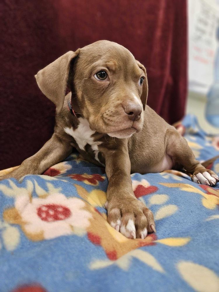 Camellia, Adopted, Puppy Female Mixed Breed & Mixed Breed.