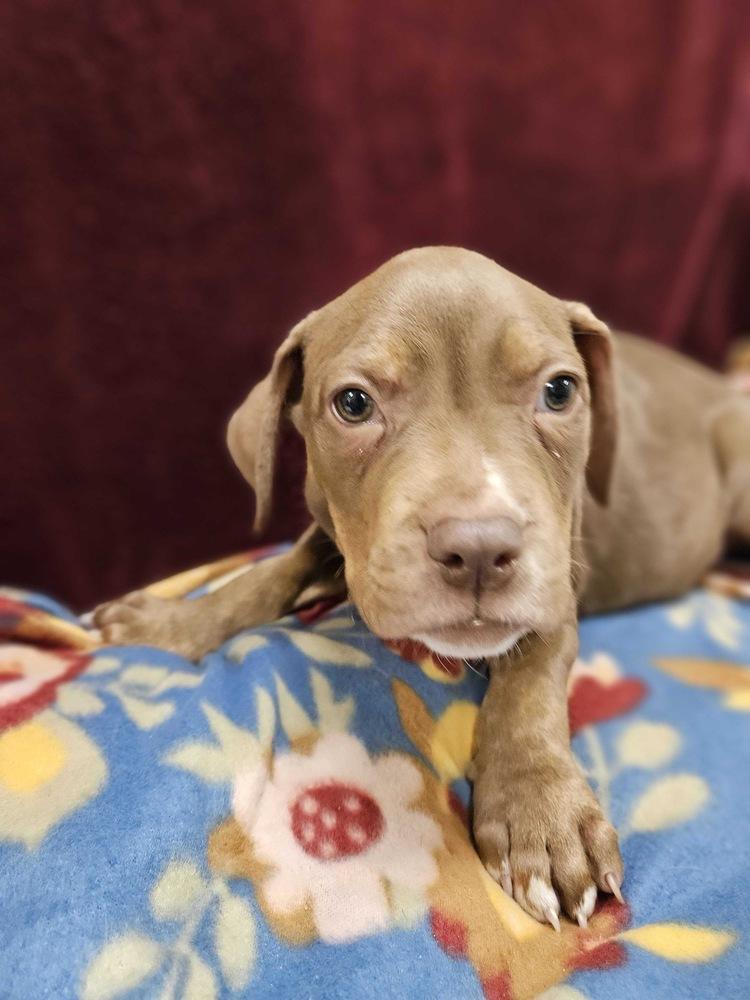 Enlarge Camellia, a Adopted mixed breed in Lakeland, FL image 2/5