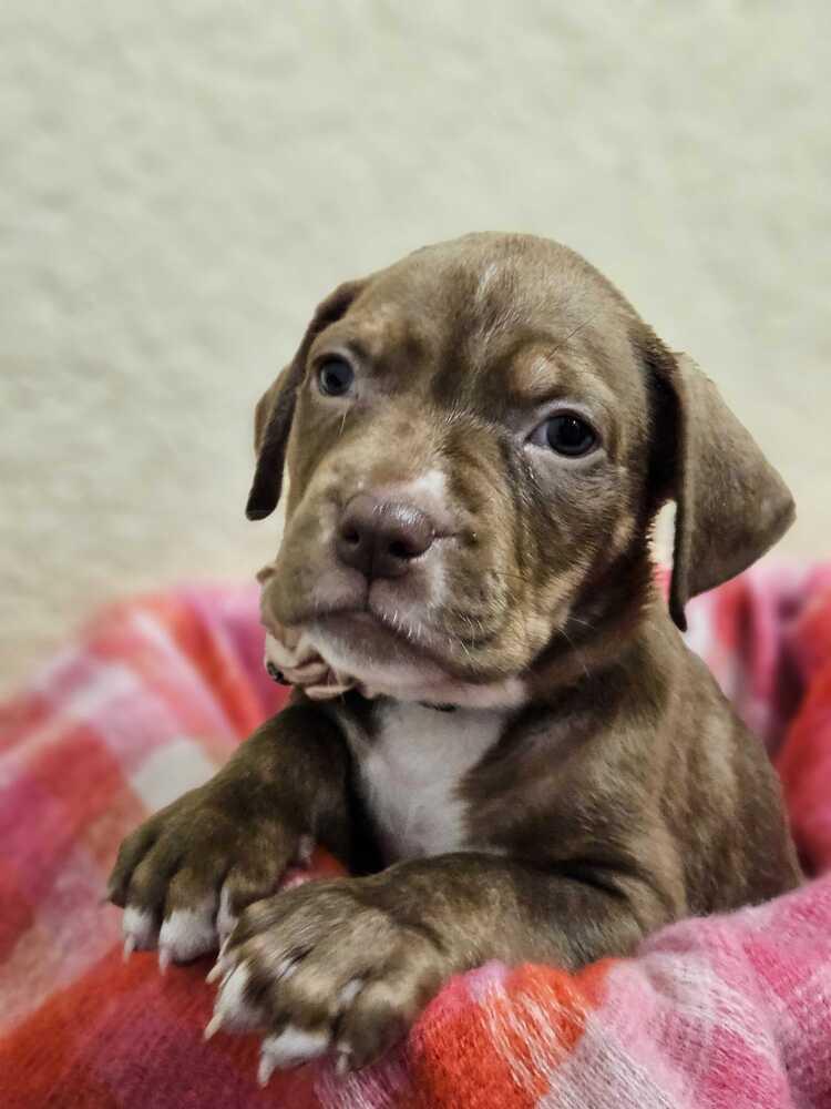 Camellia, Adopted, Puppy Female Mixed Breed & Mixed Breed.