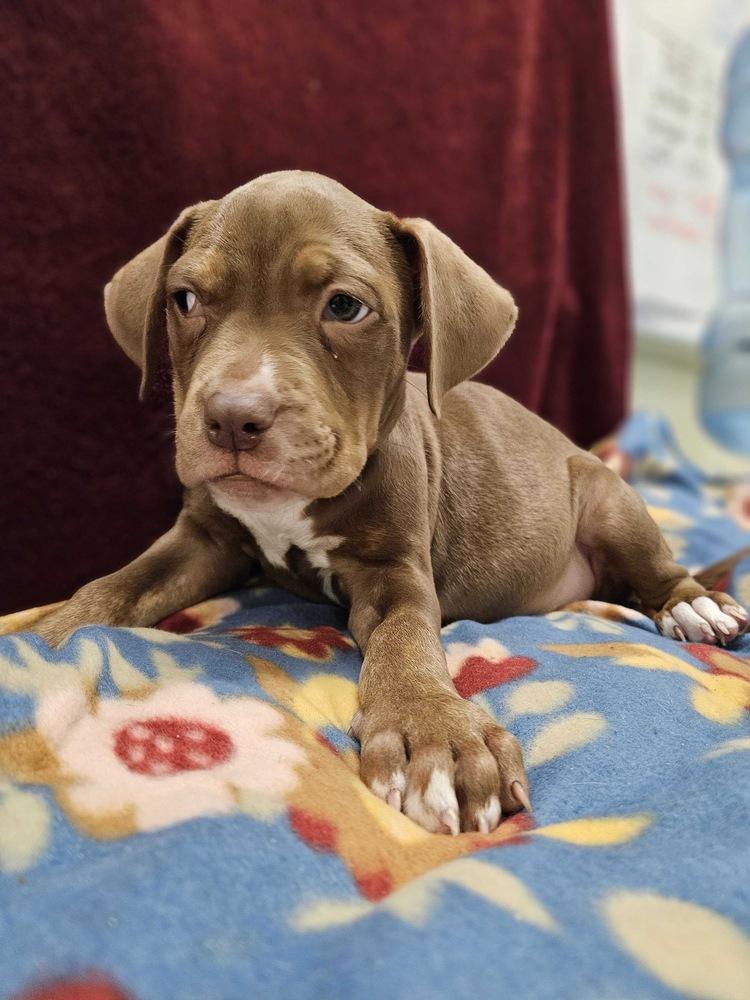 Camellia, Adopted, Puppy Female Mixed Breed & Mixed Breed.