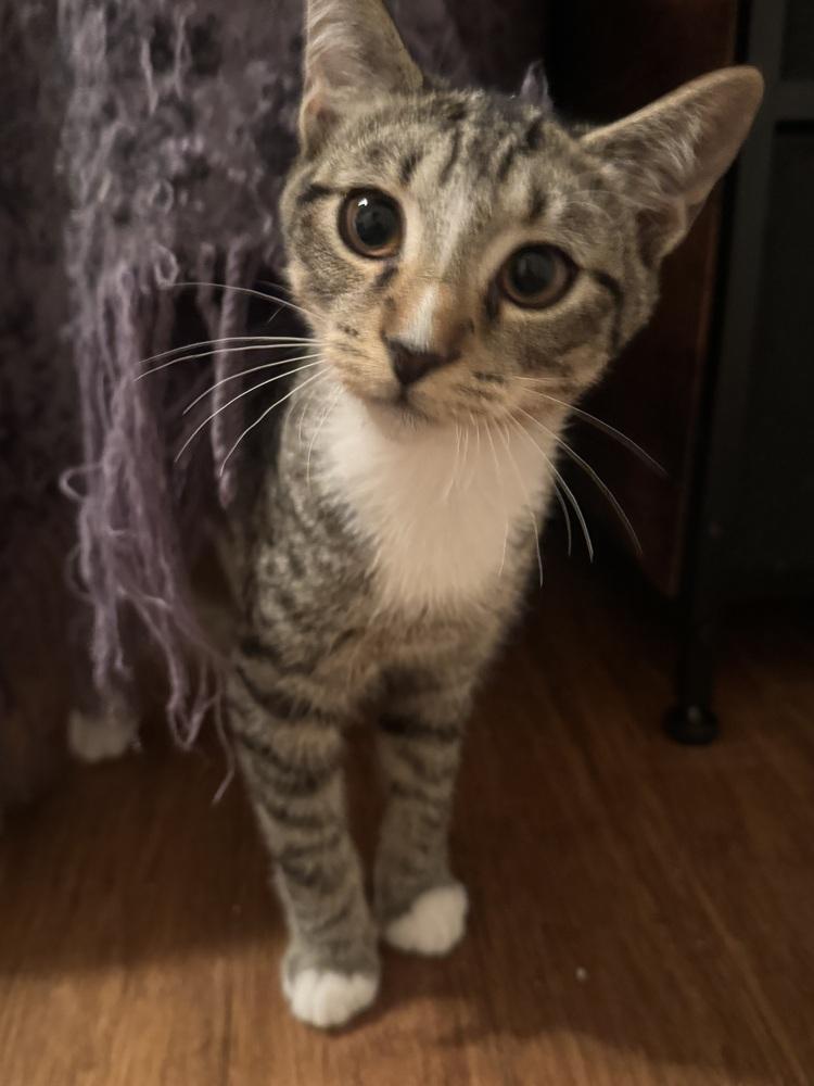 Ceril, Adoptable, Kitten Male Domestic Short Hair.