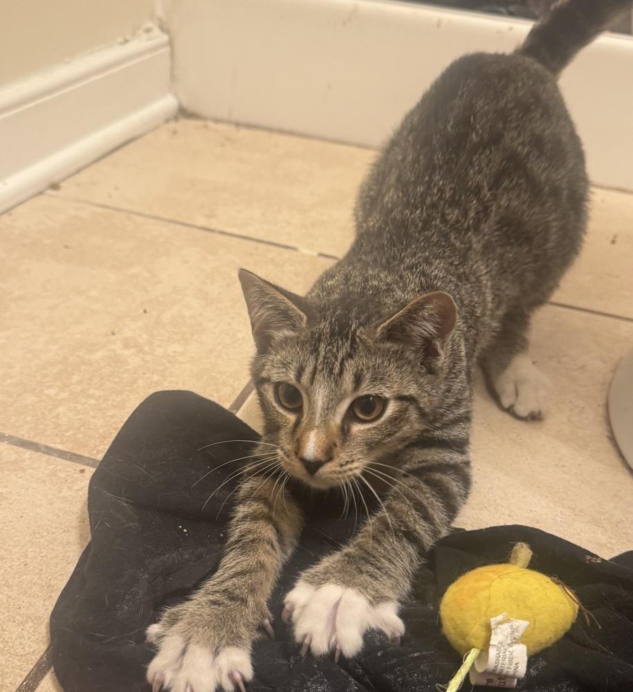 Enlarge Ceril, a Adoptable Domestic Short Hair in Henrico, VA image 2/3