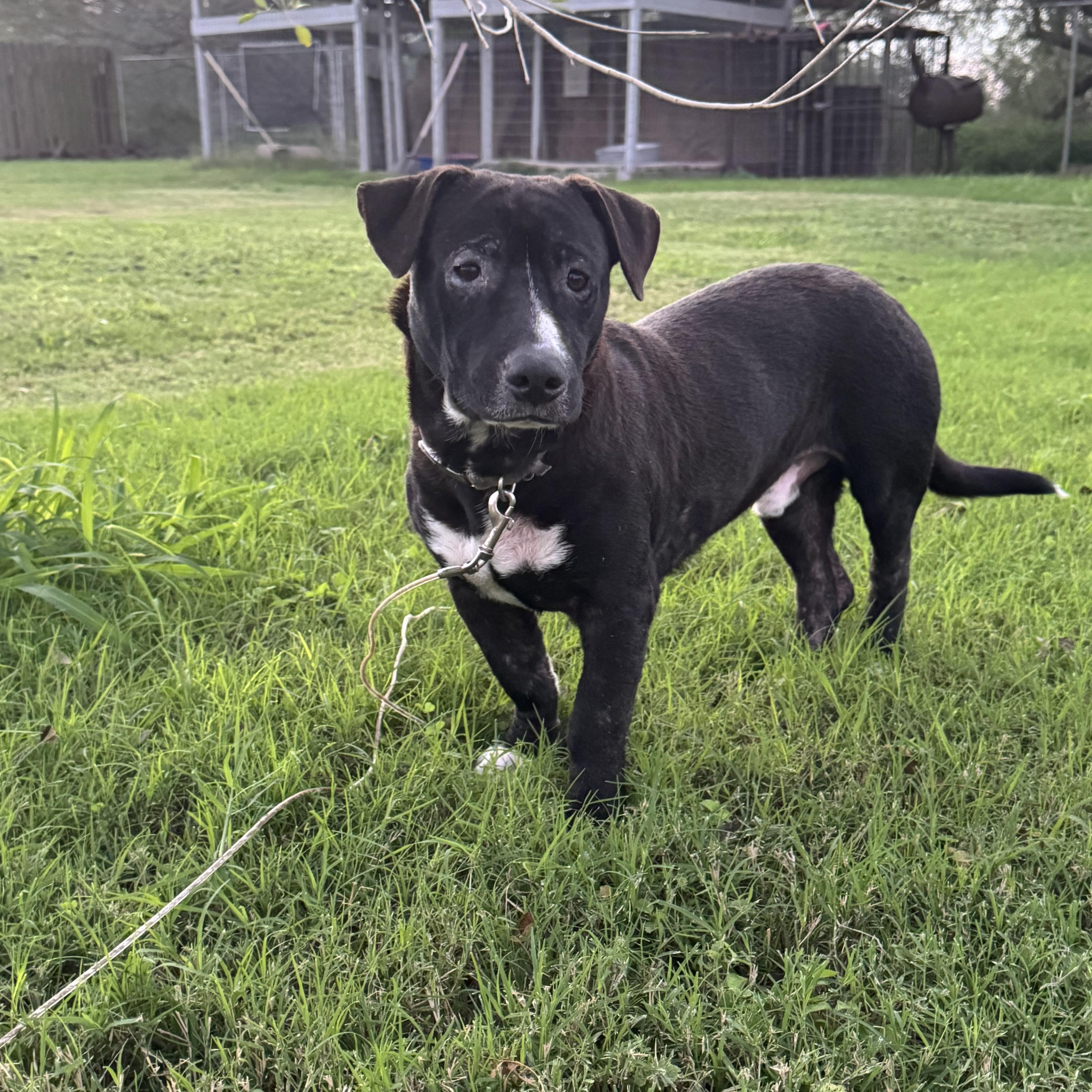 Chip, an adoptable Corgi, Terrier in Harlingen, TX, 78550 | Photo Image 1