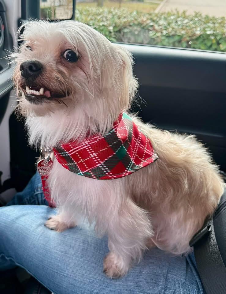 Enlarge Max, a Adoptable mixed breed in Rockwall, TX image 1/2