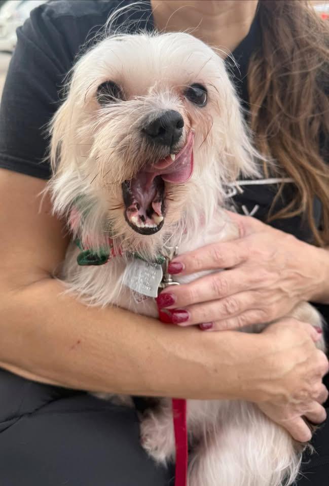 Enlarge Max, a Adoptable mixed breed in Rockwall, TX image 2/2