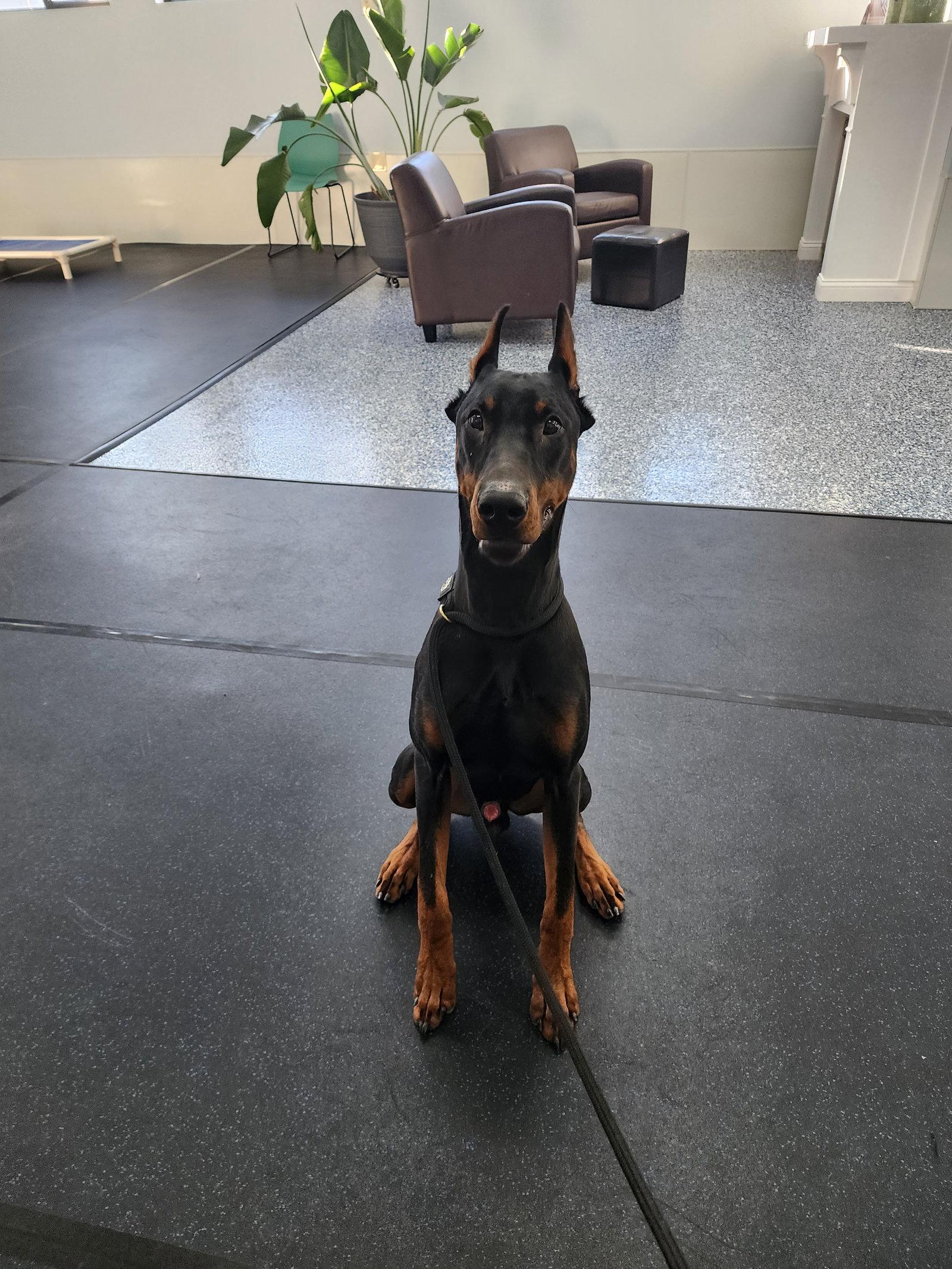 Rufio Adoption Pending!, Adoptable, Young Male Doberman Pinscher.