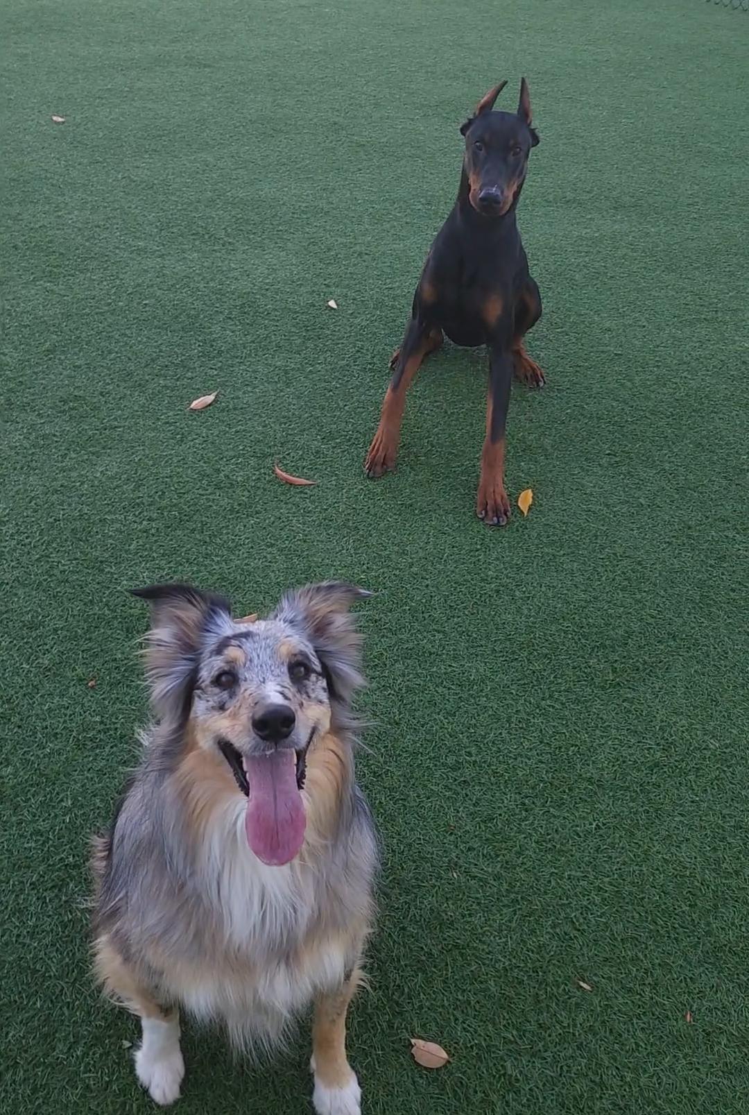 Enlarge Rufio Adoption Pending!, a Adoptable Doberman Pinscher in Buffalo, MN image 2/3
