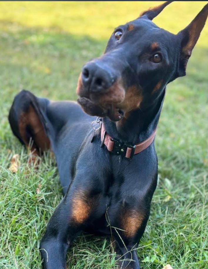 Enlarge Rufio Adoption Pending!, a Adoptable Doberman Pinscher in Buffalo, MN image 3/3