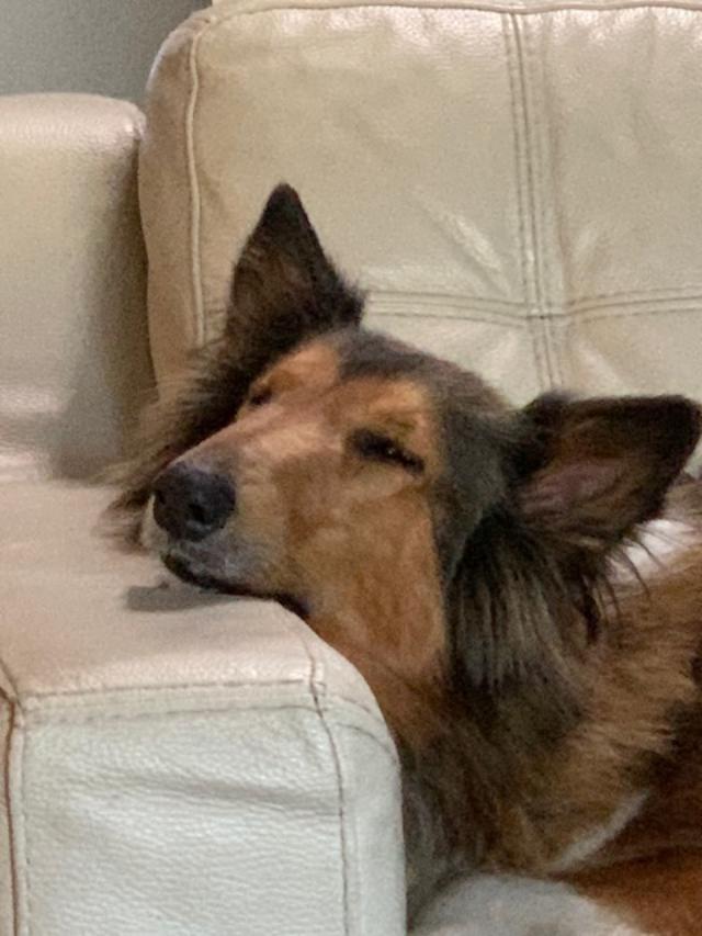 Sophie, Adopted, Adult Female Rough Collie.