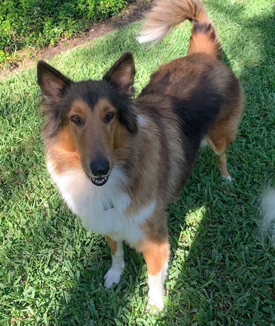 Enlarge Sophie, a Adopted Rough Collie in Houston, TX image 2/4