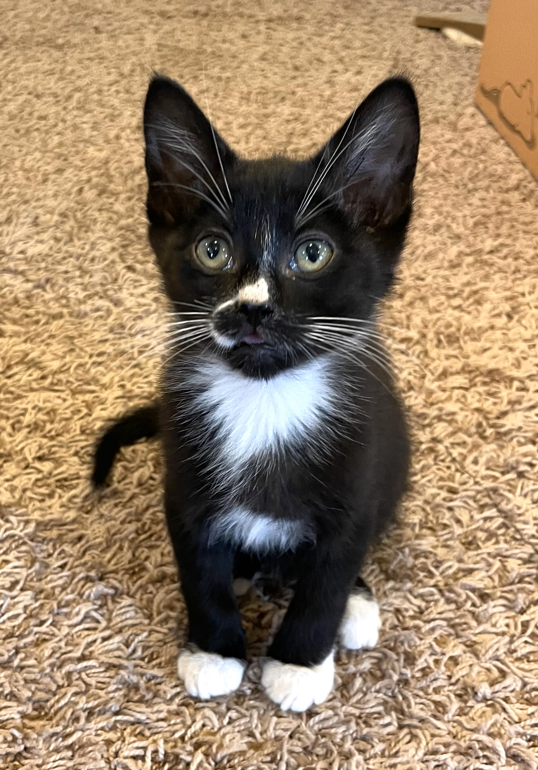 Jasper, an adoptable Domestic Short Hair in Hillsboro, OR image 2/4