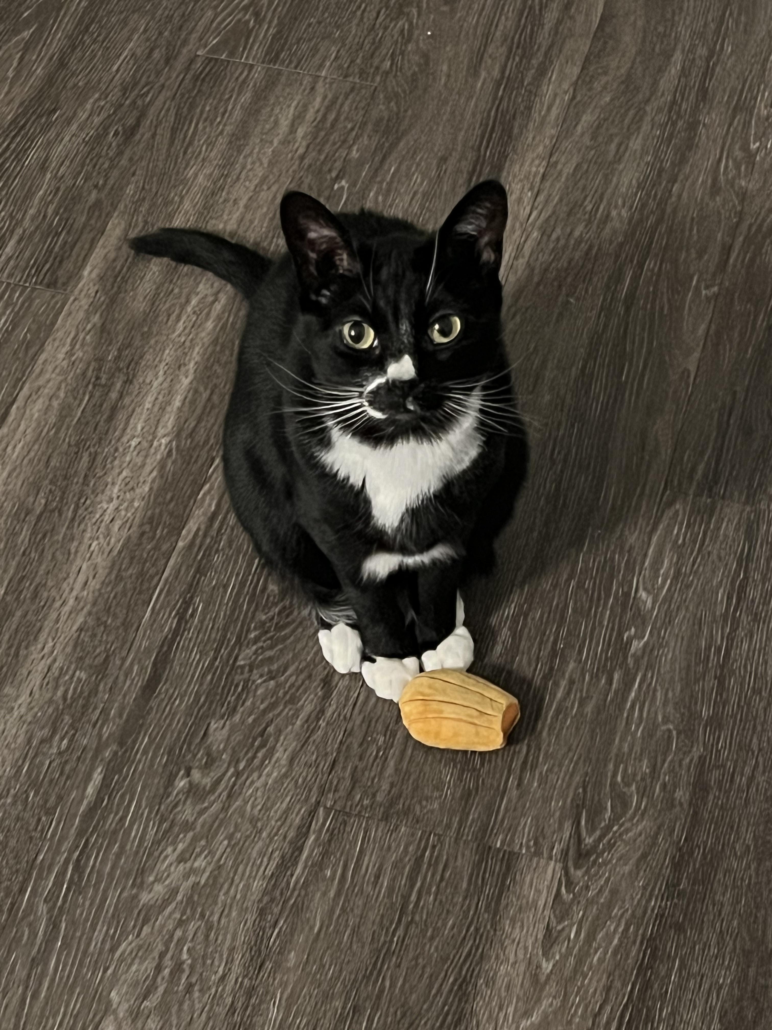 Jasper, an adoptable Domestic Short Hair in Hillsboro, OR image 1/4