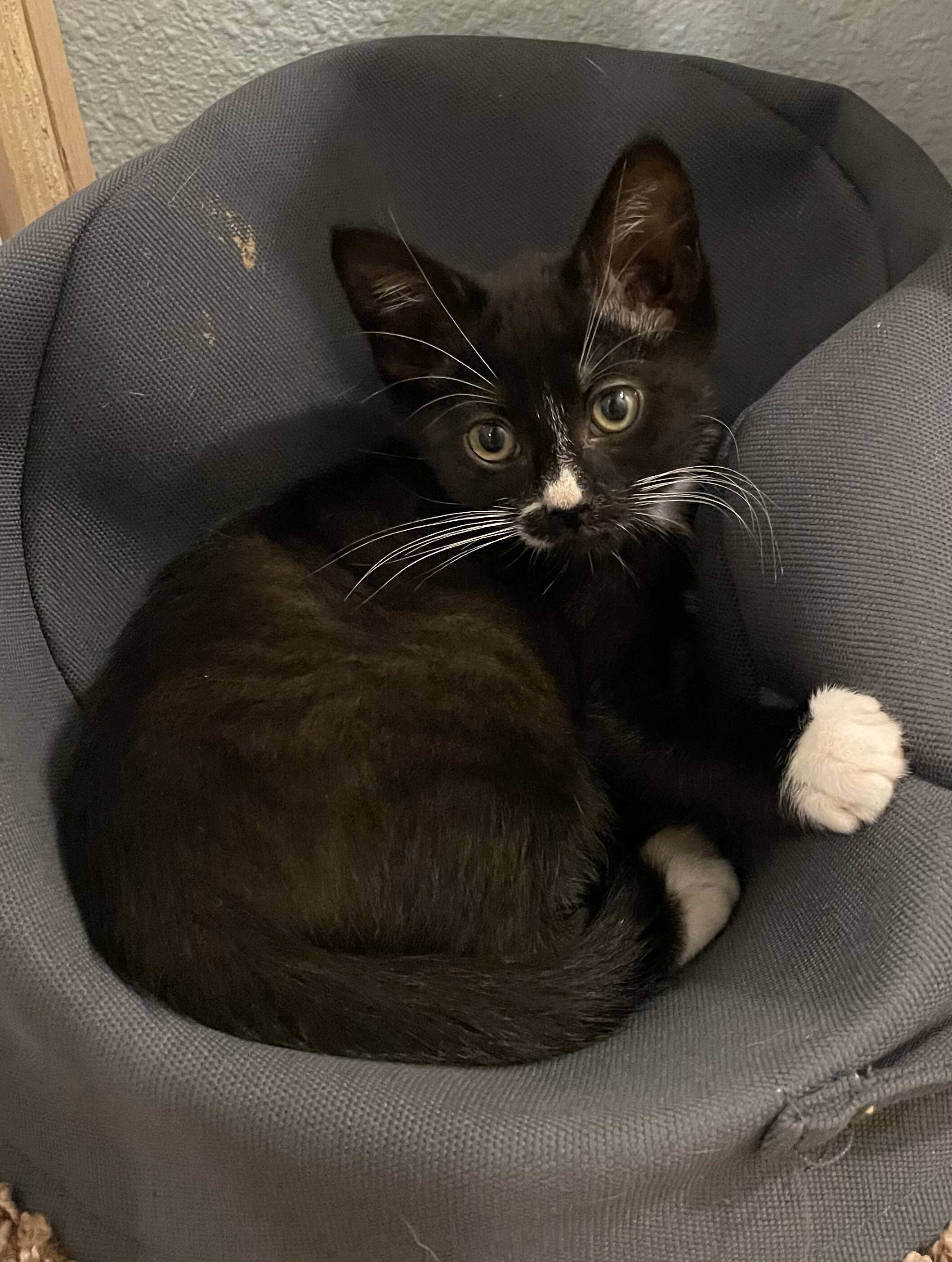 Jasper, an adoptable Domestic Short Hair in Hillsboro, OR image 3/4
