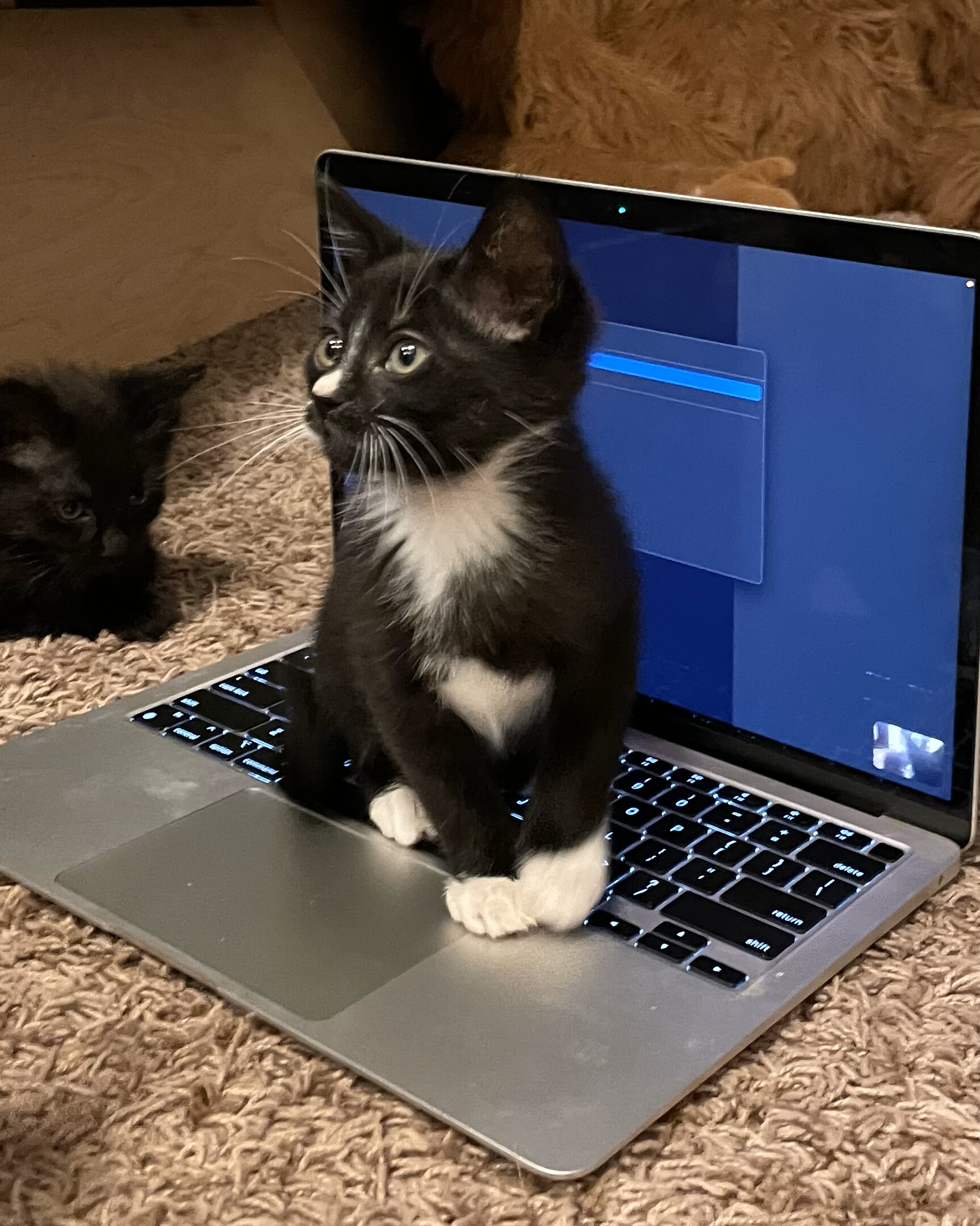 Jasper, an adoptable Domestic Short Hair in Hillsboro, OR image 4/4