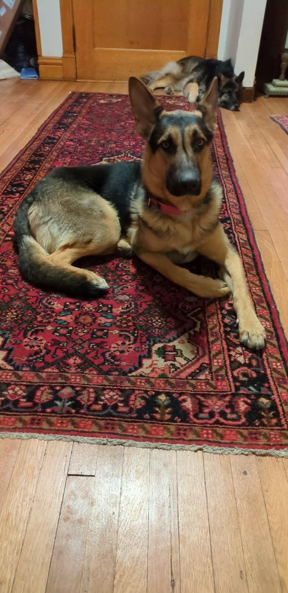 Alfie — thumbnail 2